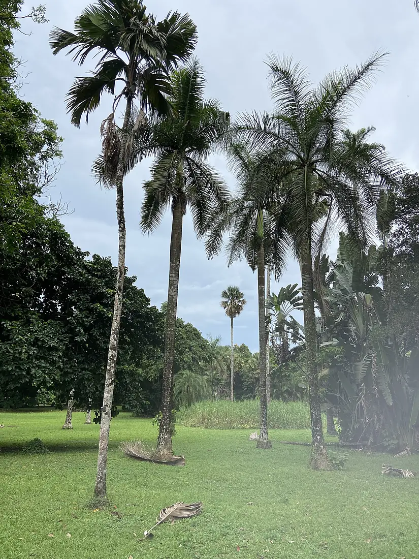 African palms trees - Limbe Botanic Garden