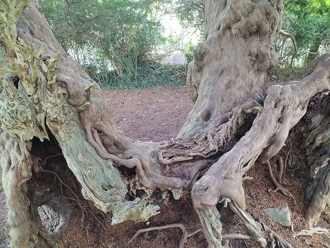 Llangernyw Yew close-up