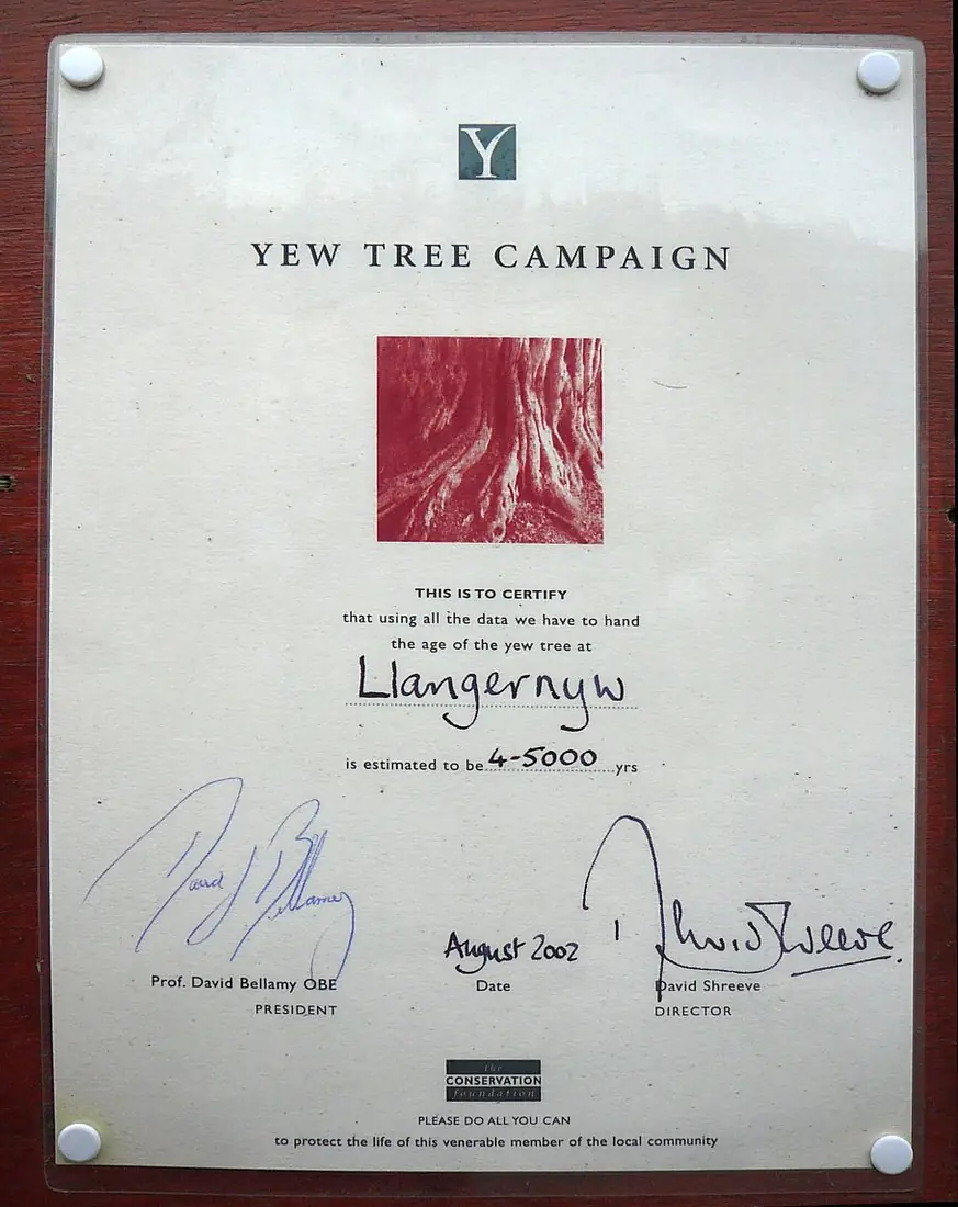 Llangernyw Yew Cert
