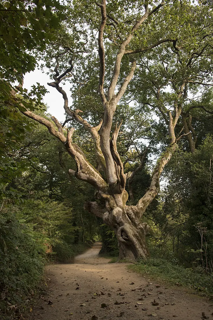 Old English Oak - The Lost Valley