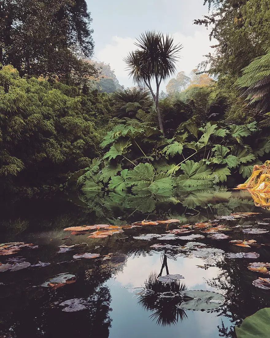 Misty Sub Tropical Jungle