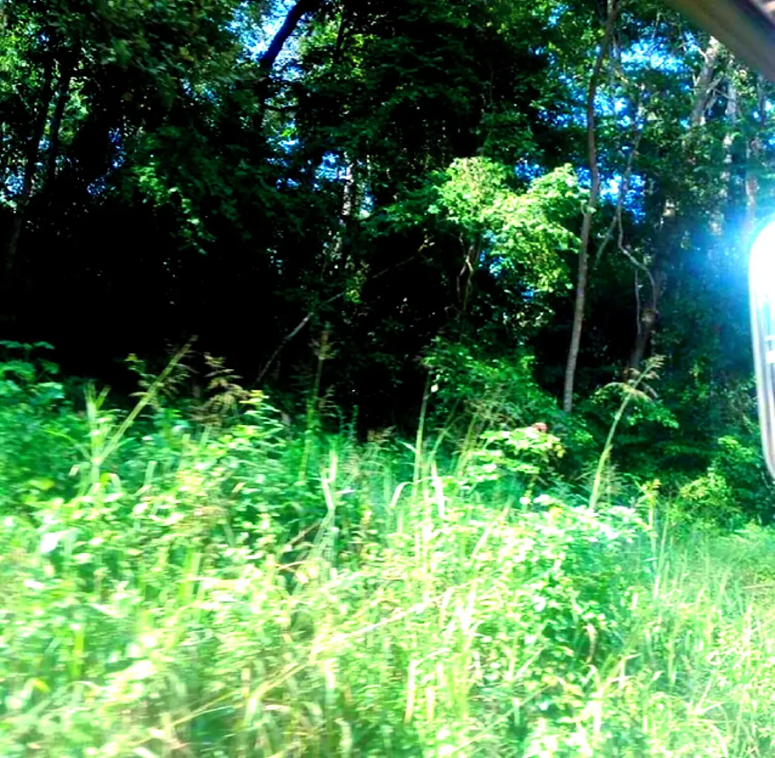 Beautiful amidst mabira forest