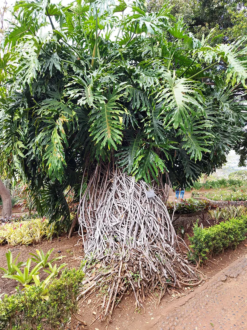 20220514.Botanico Jardim.Funchel.-012