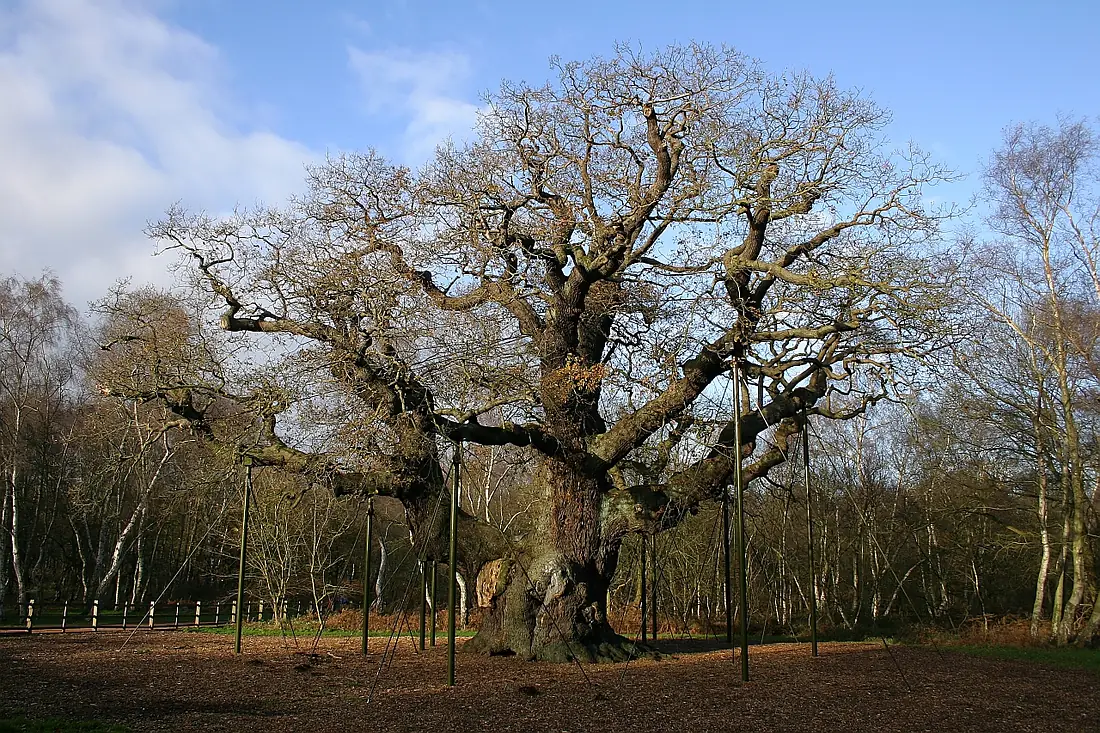 Major Oak in Sherwood Forest in 2006