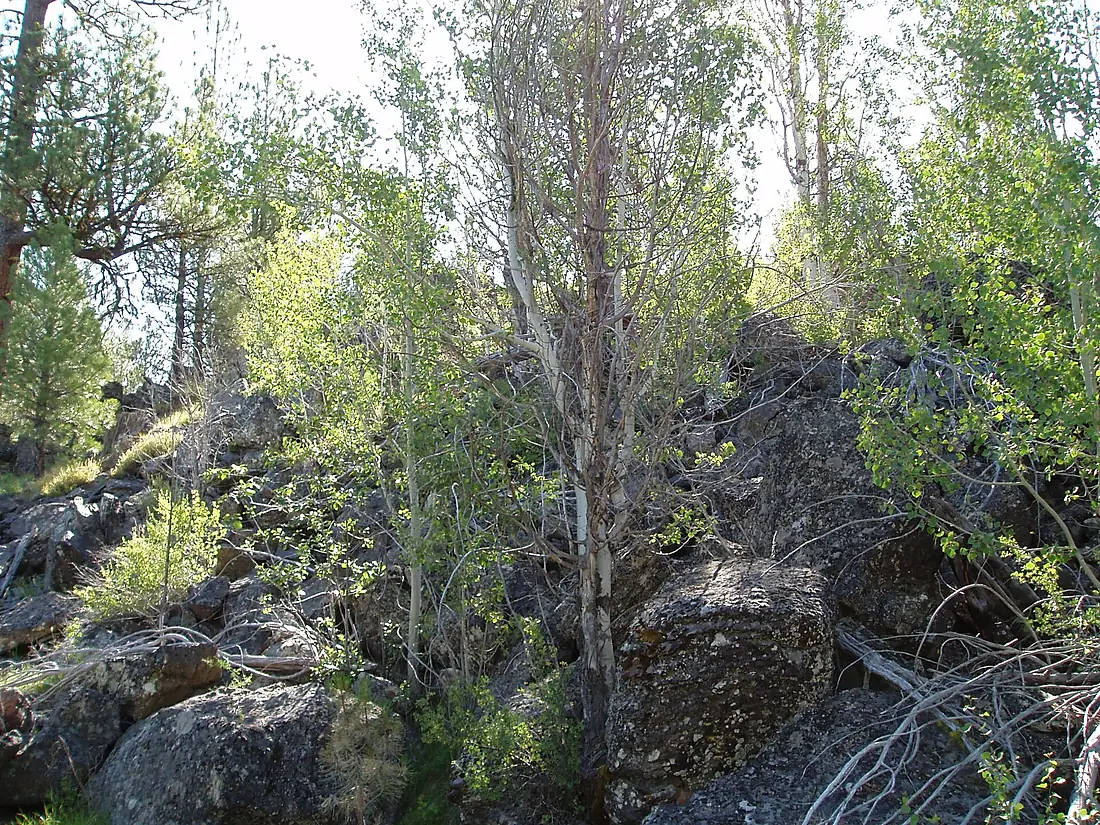 2010. Dwarf mistletoe in ponderosa pine. Malheur National Forest, Oregon. (37482496221)