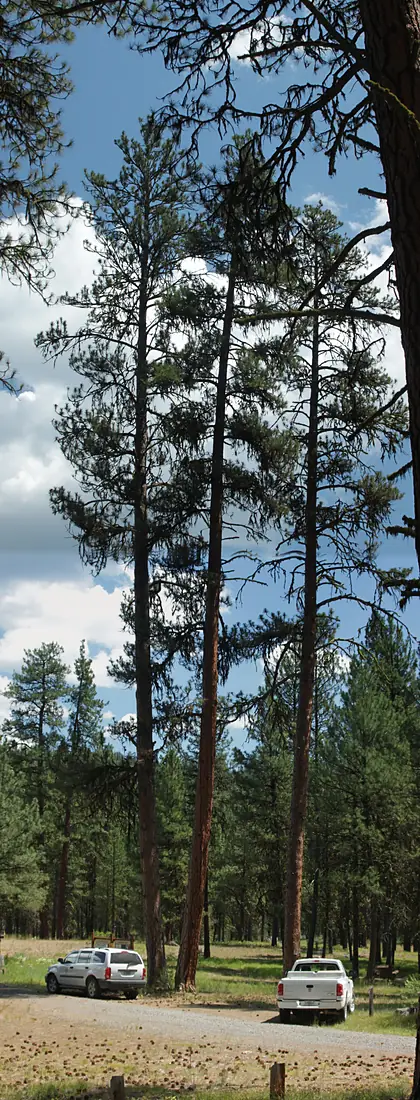 2010. Ponderosa pines at Rock Springs Campground. Malheur National Forest, Oregon. (36773015984)