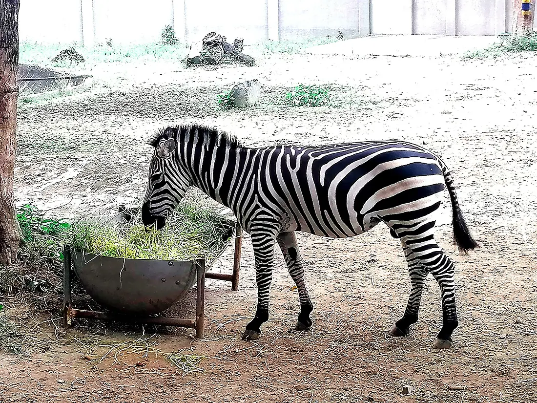 The ONLY Zebra in Manila Zoo 11-23-2025