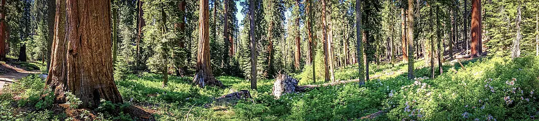 Mariposa Grove - upper grove panorama (natural colors)
