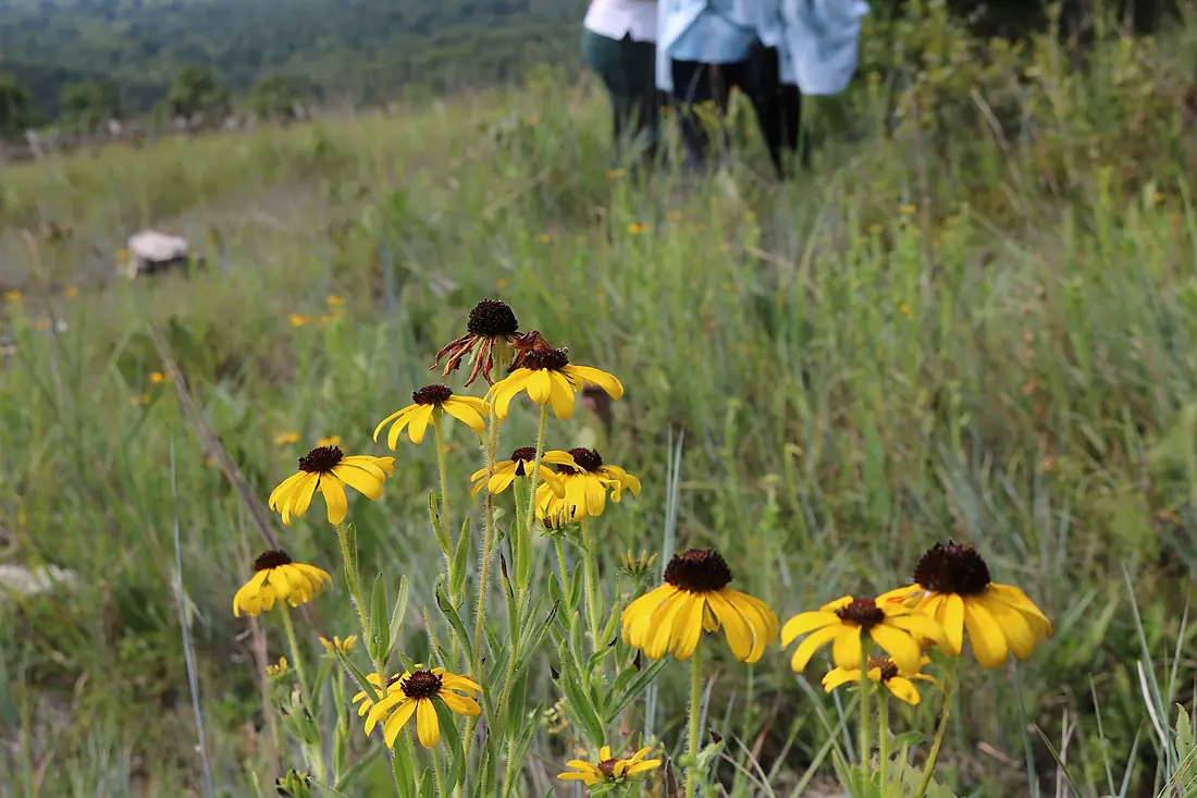 2016 - Mark Twain National Forest - ACW - Glade Top Trail Citizen Science Event (30) (43633130422)