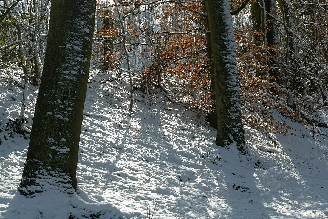 Sneeuw in Meerdaalbos - 372688 - onroerenderfgoed