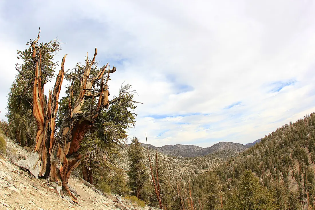 Ancient Bristlecone Pine overlooking the mountains - Flickr - daveynin