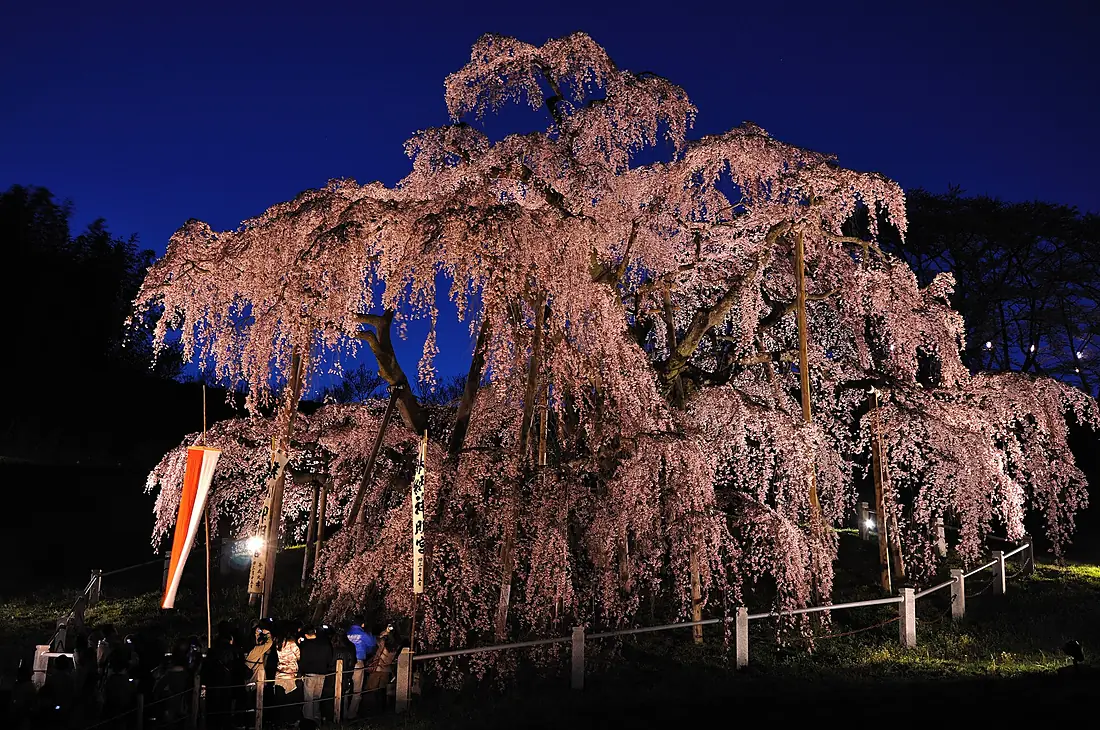 Illuminated Takizakura