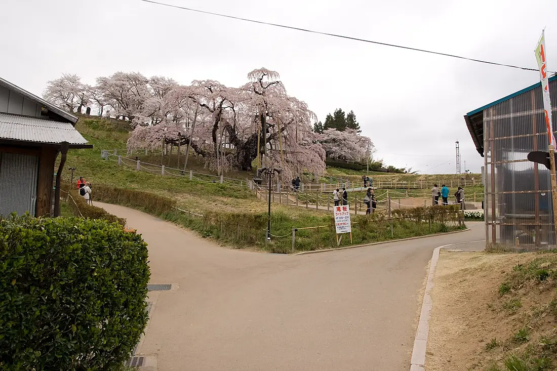 Miharu Takizakura 01