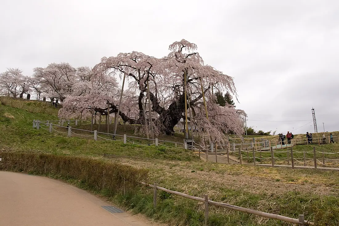 Miharu Takizakura 02