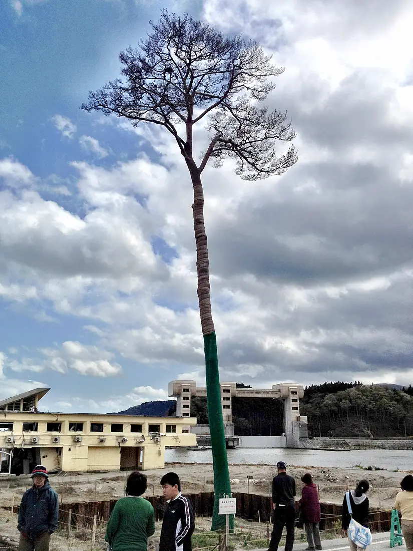 Miracle Pine Tree 2012-05-05