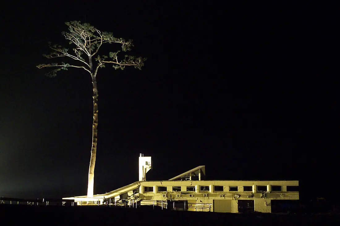 Miracle Pine Tree at night