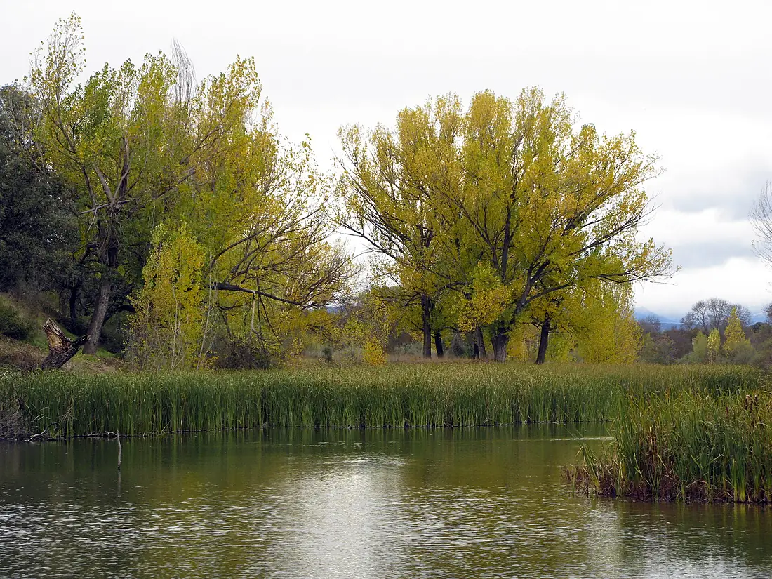Cuenca del río Manzanares Monte del Pardo 15