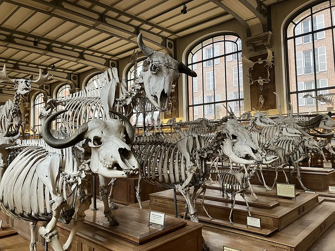 Squelettes exposés dans la galerie de paléontologie et d’anatomie comparée du Muséum National d’Histoire Naturelle