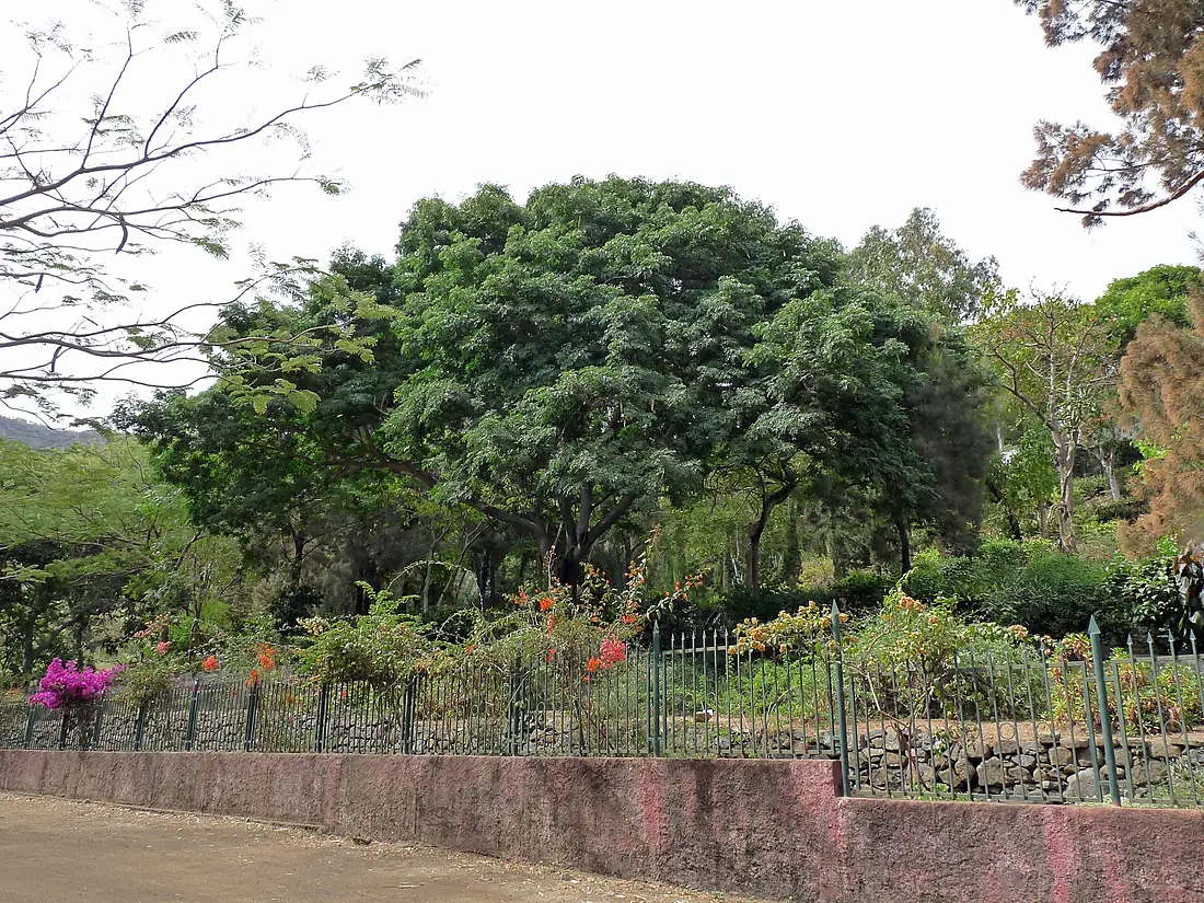 São Jorge dos Órgãos-Jardin botanique national Grandvaux Barbosa (2)