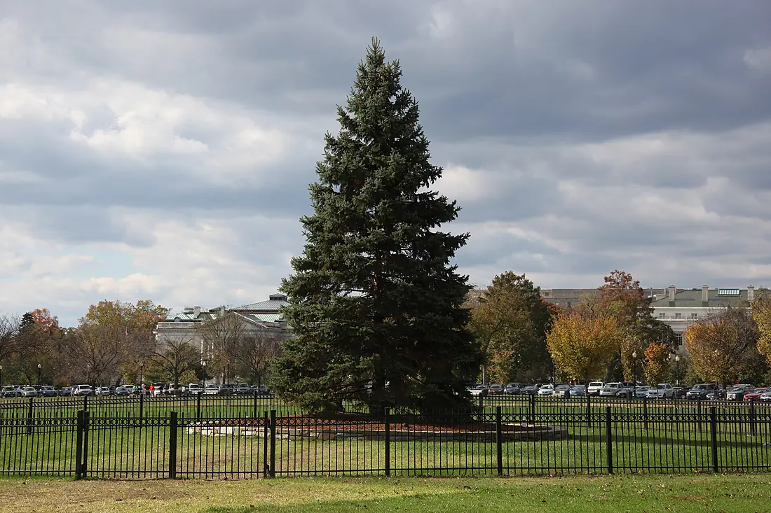 US National Christmas Tree - looking W - 2012