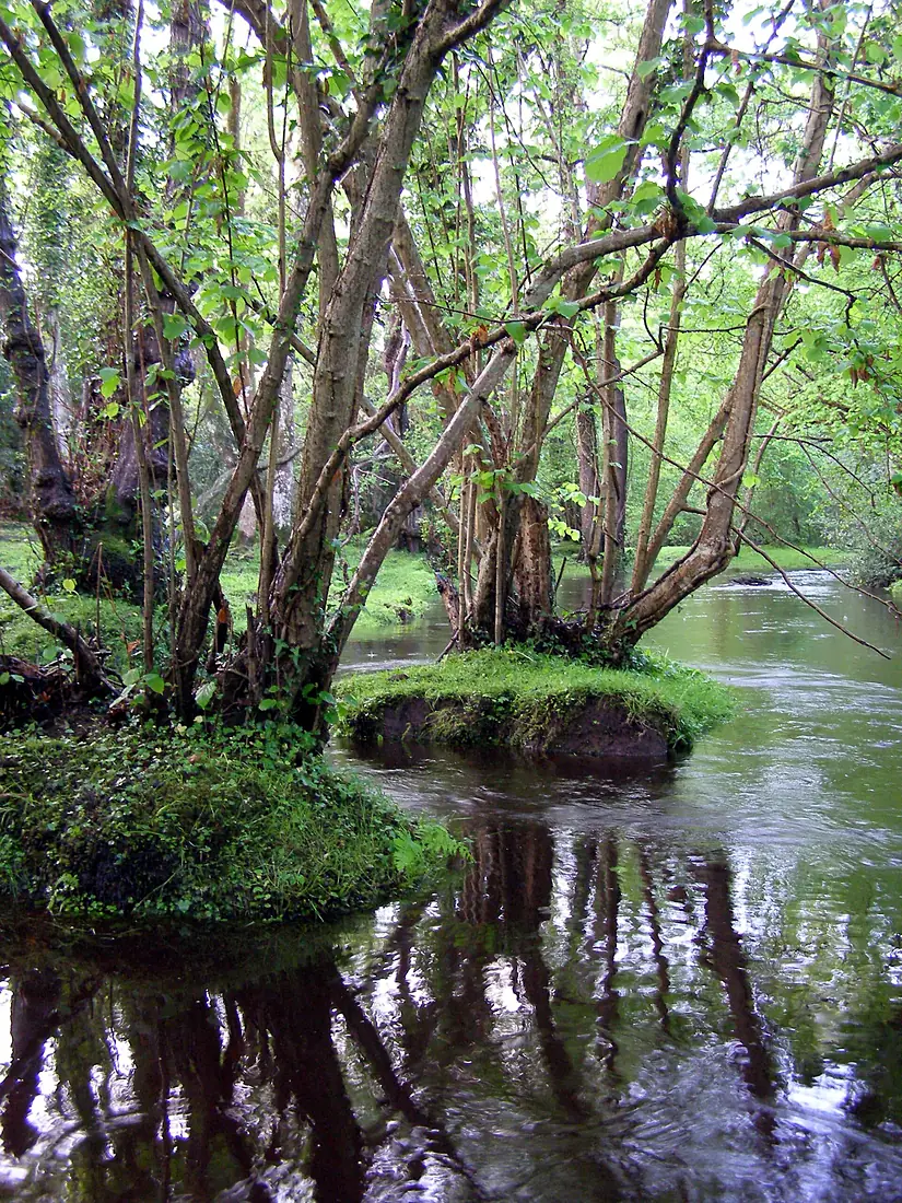 Alder trees beaulieu river fawley ford