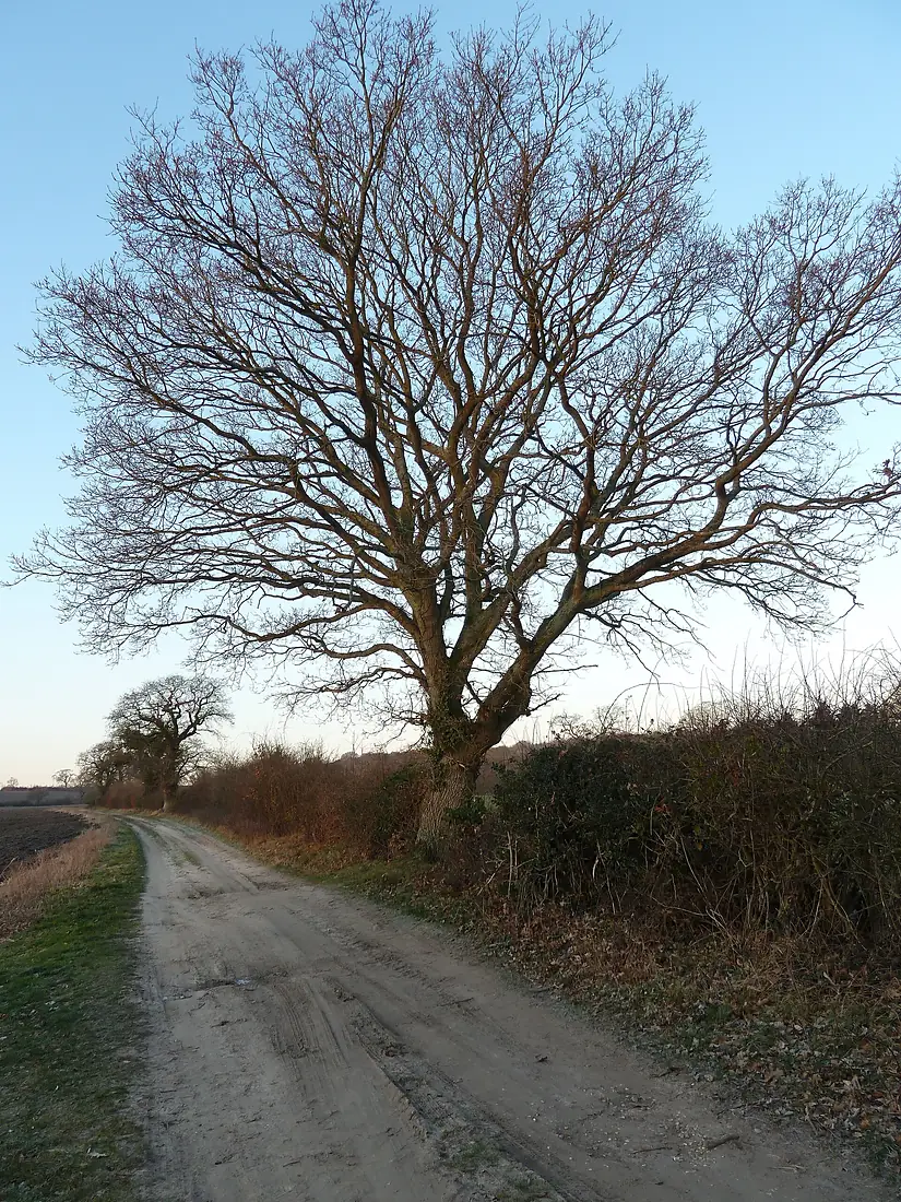 Beaulieu, New Forest, UK - panoramio