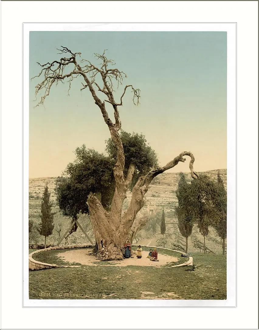 Abrahams tree Mamreh Hebron Holy Land (i.e. West Bank)
