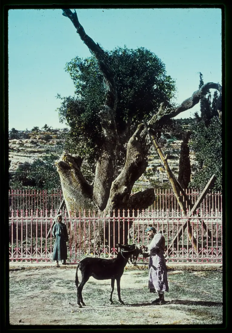 Southern Palestine, Hebron, Beersheba and Gaza area. Abraham's Oak. Traditional. Gen. 13-18 LOC matpc.22875