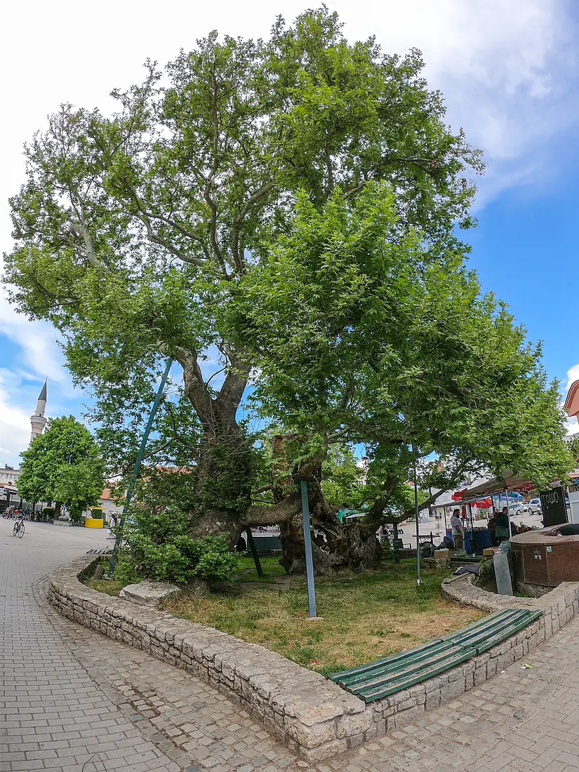 Ohrid plane tree, Kruševo Republic Square 02