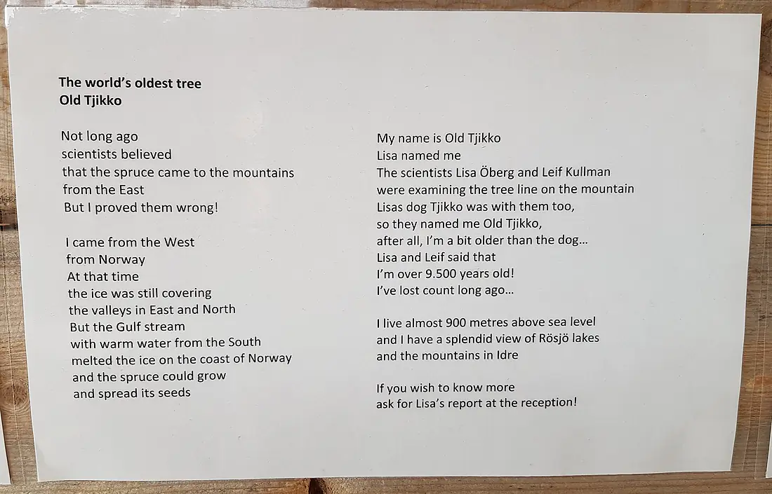Old Tjikko - Information in English