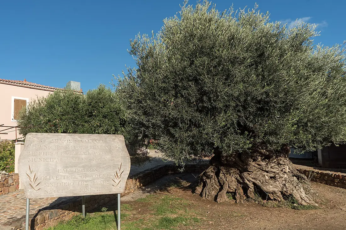 Olive tree of Vouves 2021-10-16