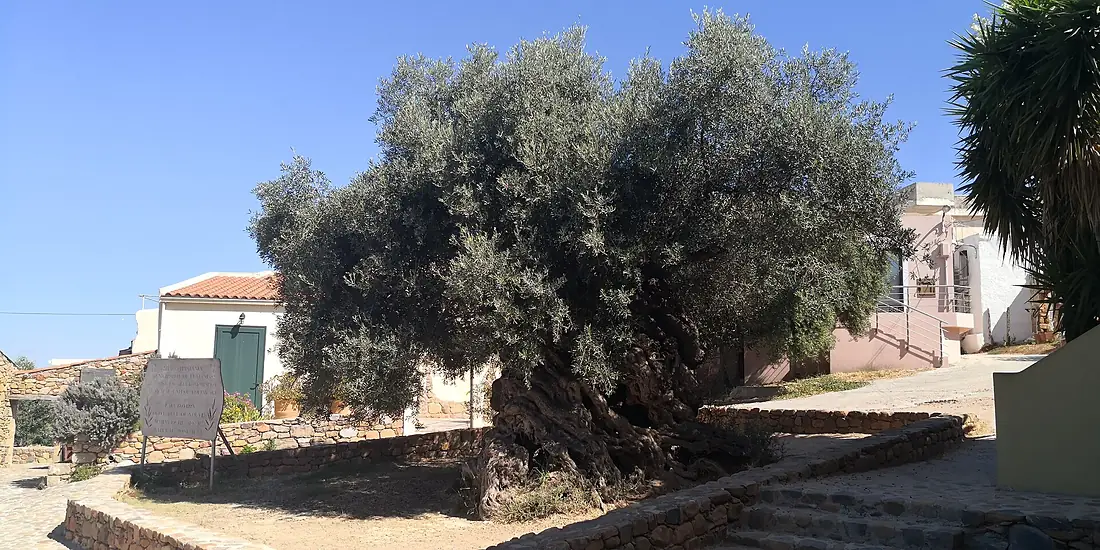 Olive tree old 3