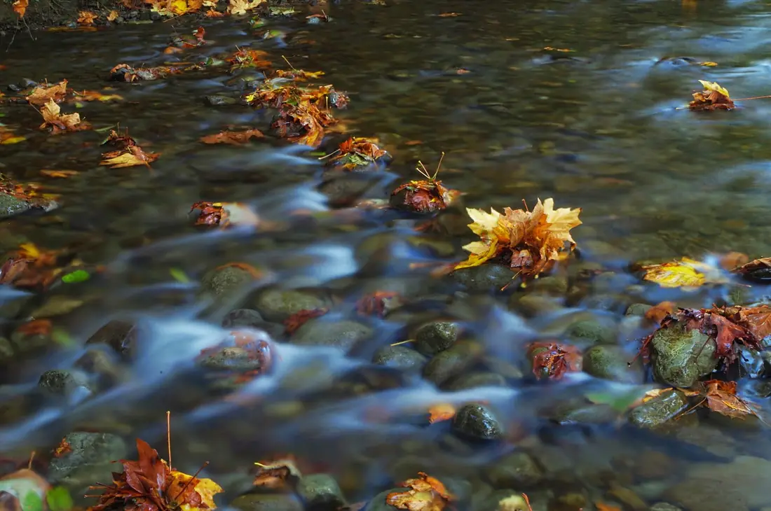 Autumn Leaves in Stream, Olympic National Forest (23500351666)