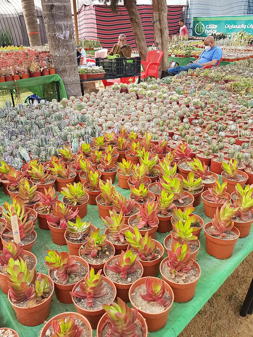 Cactus Offerings at Orman
