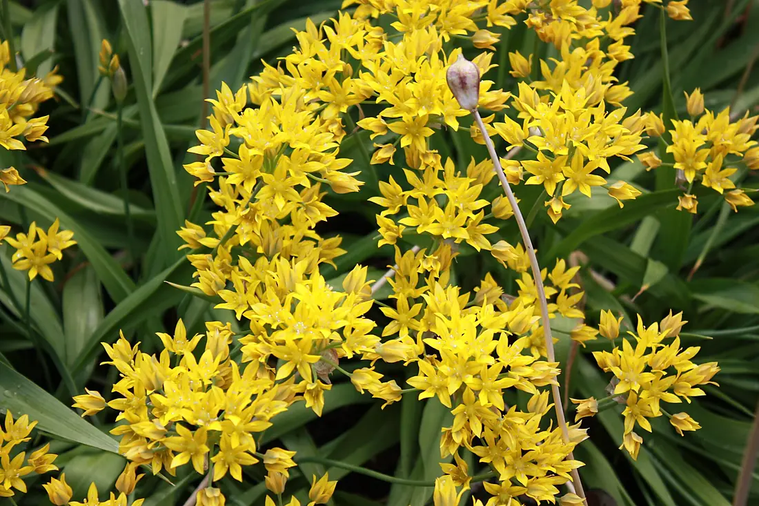 Allium moly, Saint Petersburg Botanical Garden Northern Yard