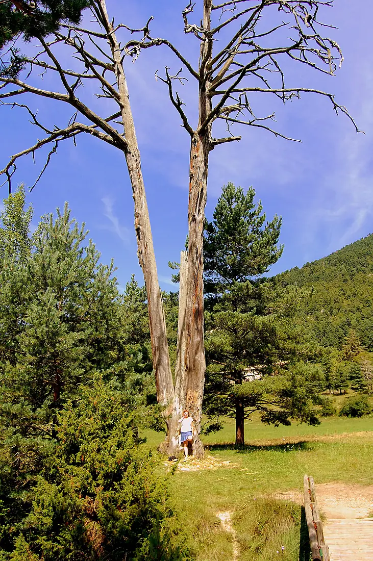 Pi de les Tres Branques I (Castellar del Riu) - 1