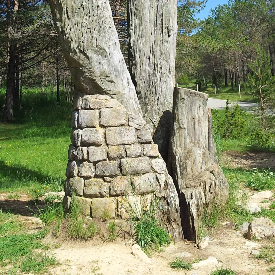 Fons del Pi de les Tres Branques, juny 2015 (1)