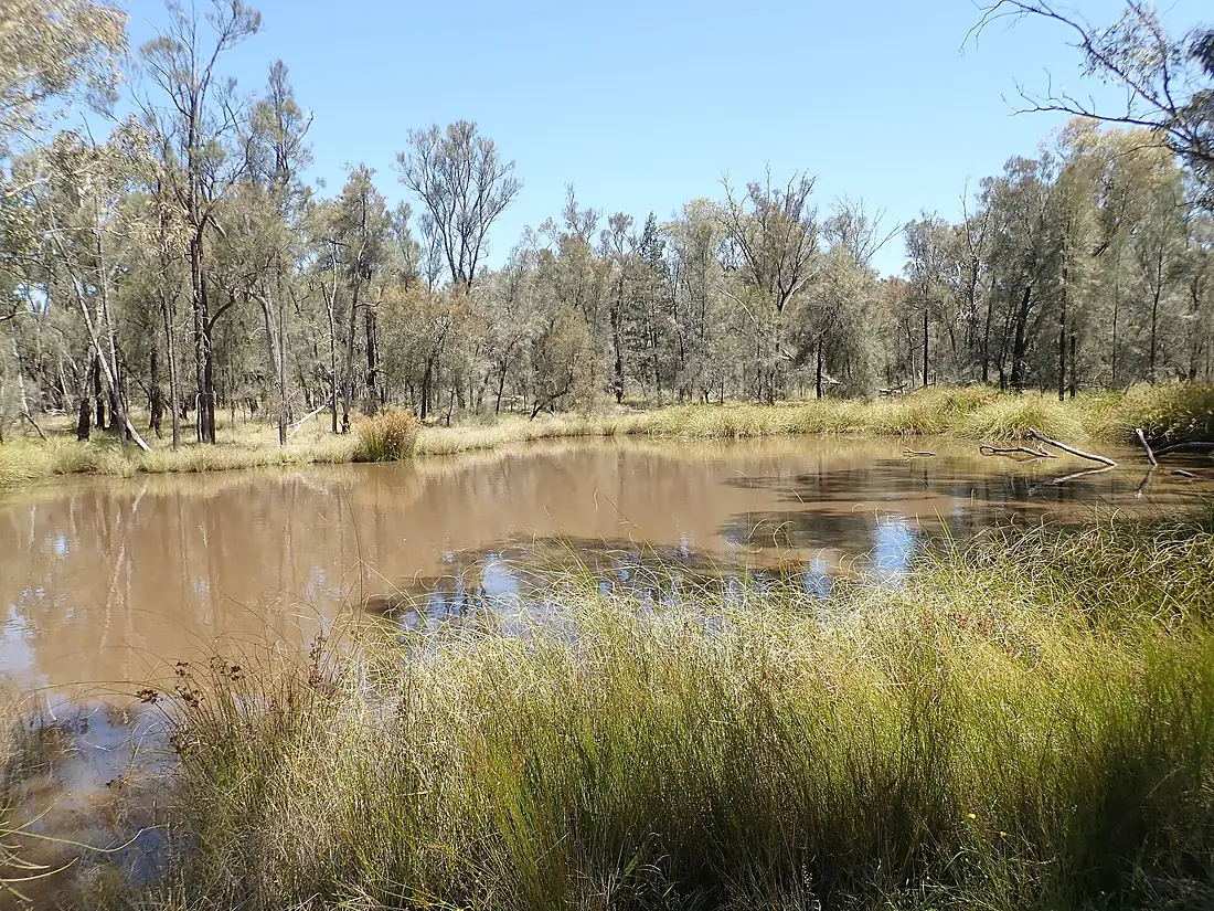 A tank wetland in Pilliga National Park -3