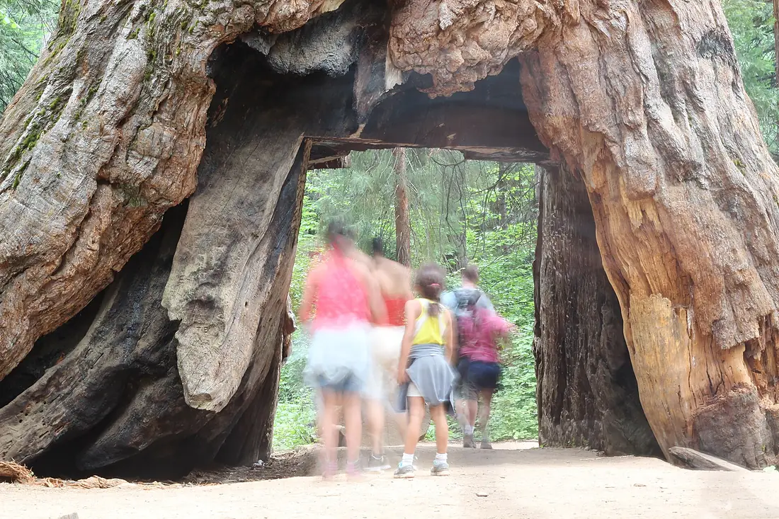 Calaveras Big Trees State Park Erlend Haddeland