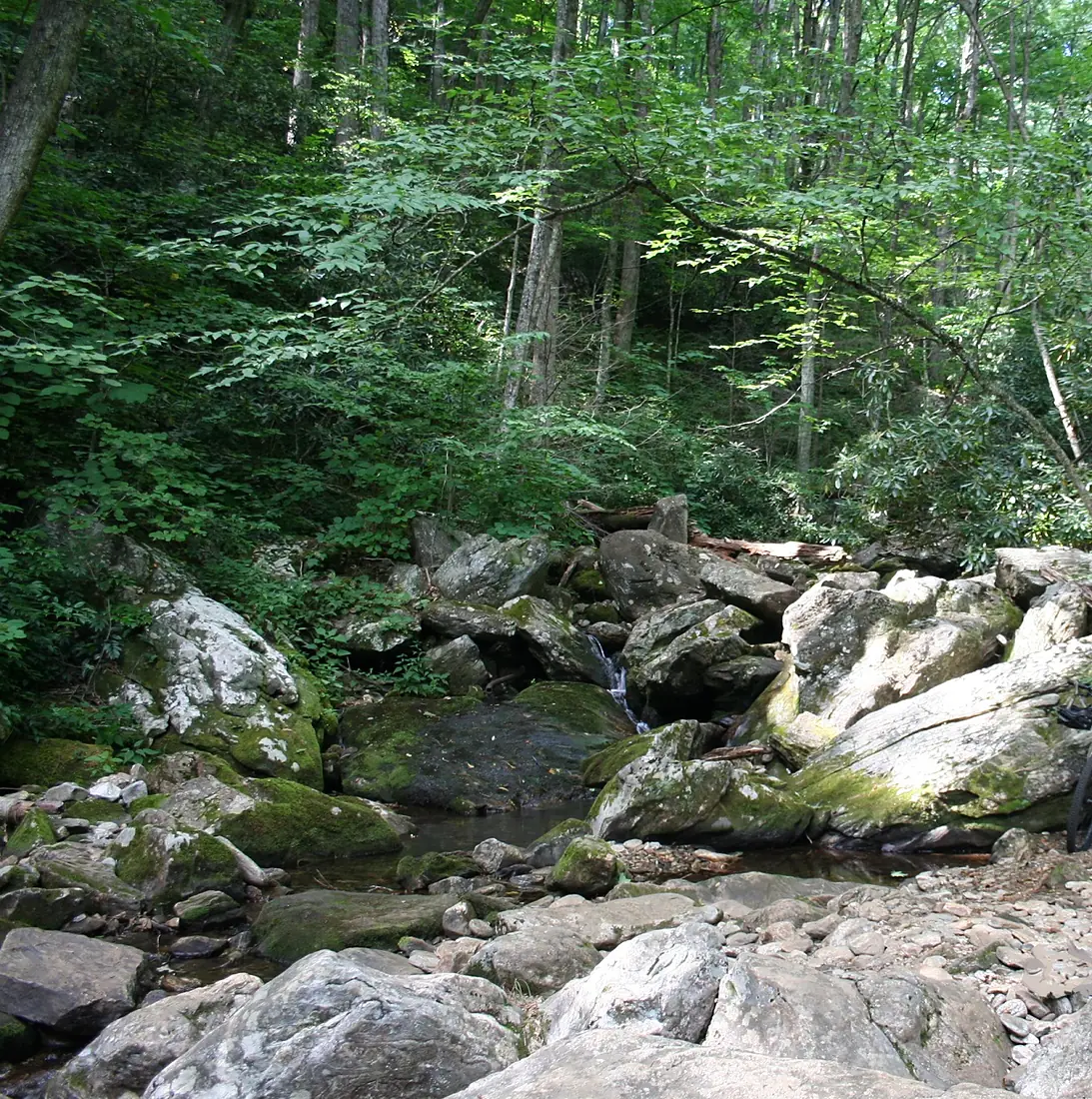 Pisgah National Forest (creek running across Farlow Gap Trail)
