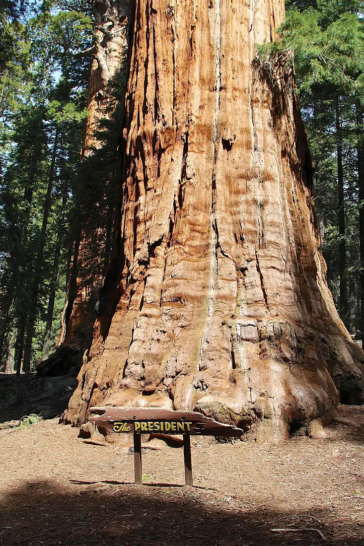 The President Tree