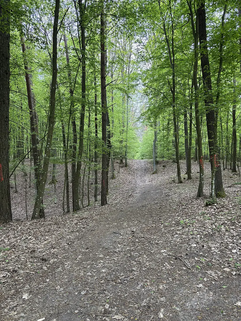 Puszcza Biała las