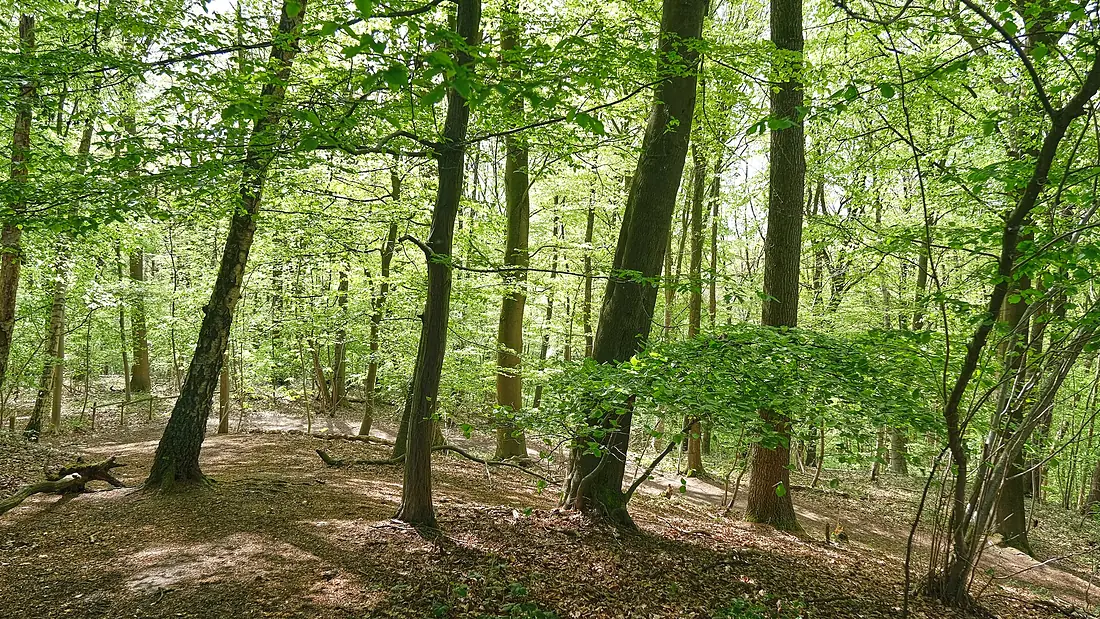 Geraardsbergen - Kapellestraat - Raspaillebos, Moerbekebos en Karkoolbos (2021-05-10 16-44-35