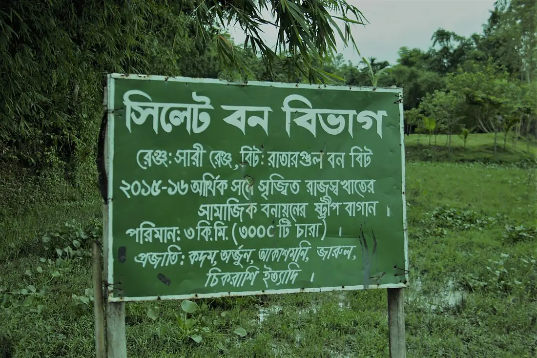 Beautiful bangladesh Raatargul 6