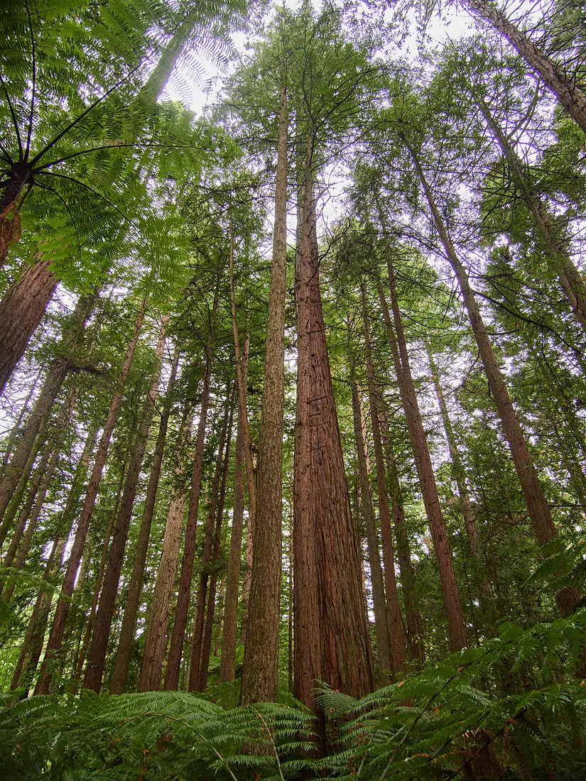 Redwoods Forest Rotorua 04