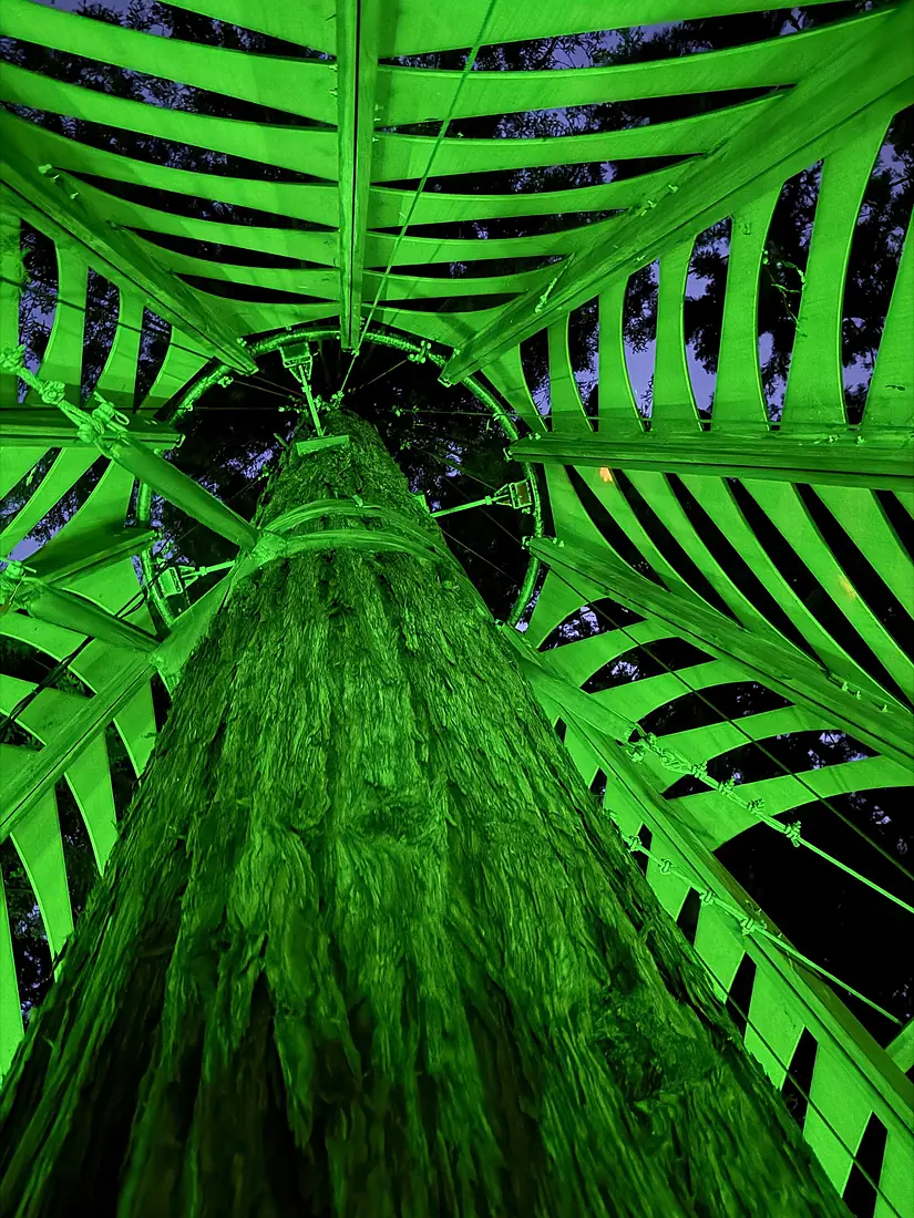 Redwoods, Rotorua, New Zealand (Unsplash)