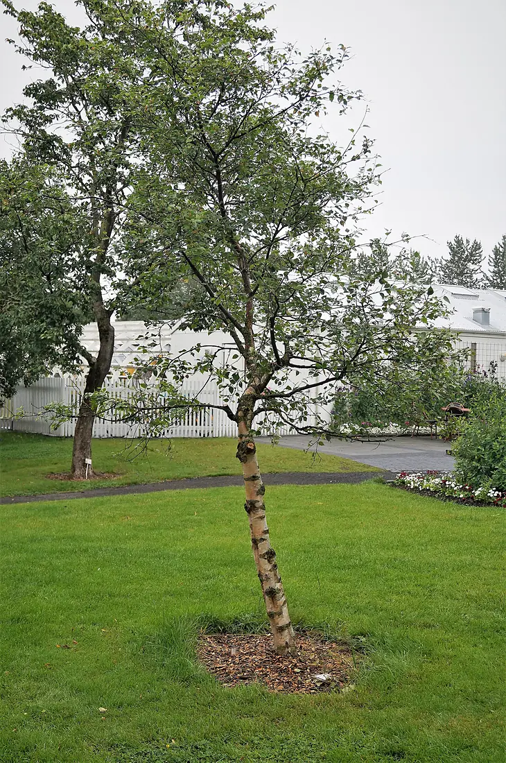 Grasagarður Reykjavíkur pond
