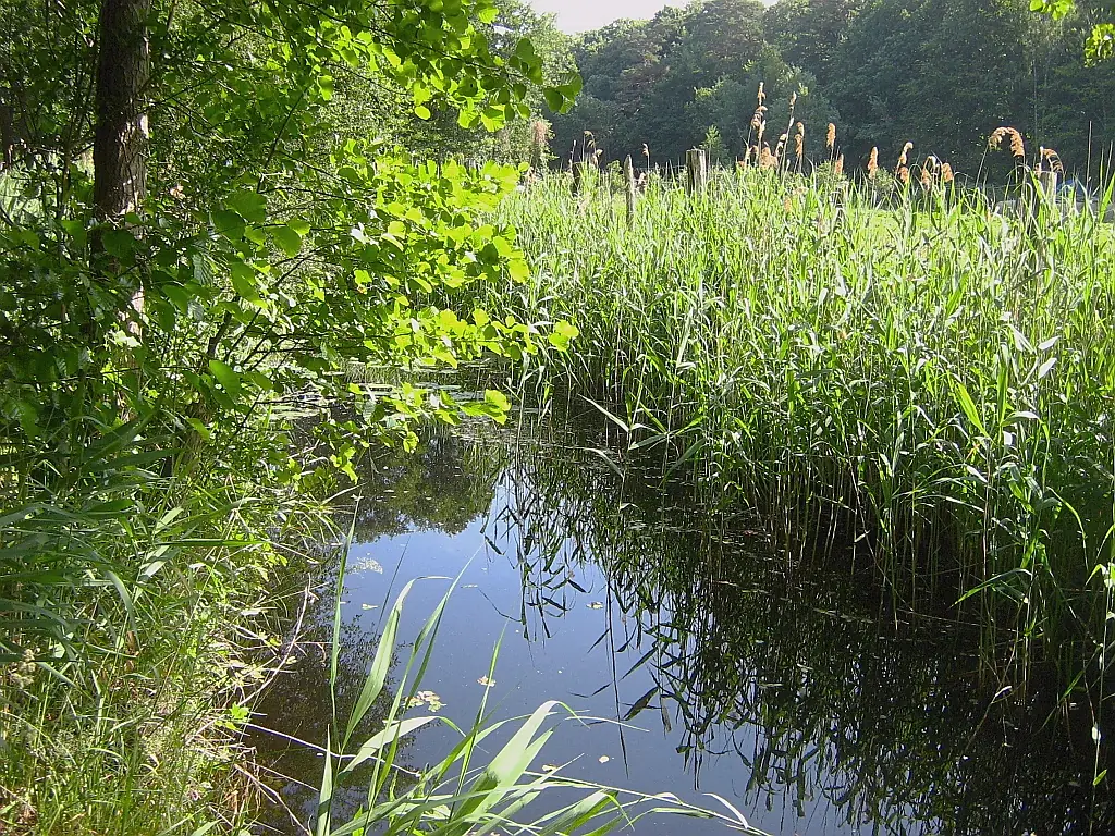 Stromgraben-Rostocker-Heide-26-06-2008-026b