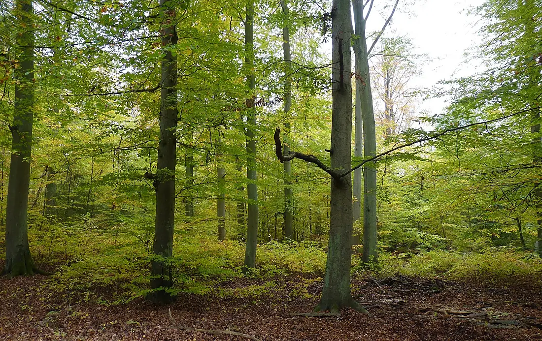 FFH-Gebiet Rostocker Heide Kueste Sommer 2025-06 01