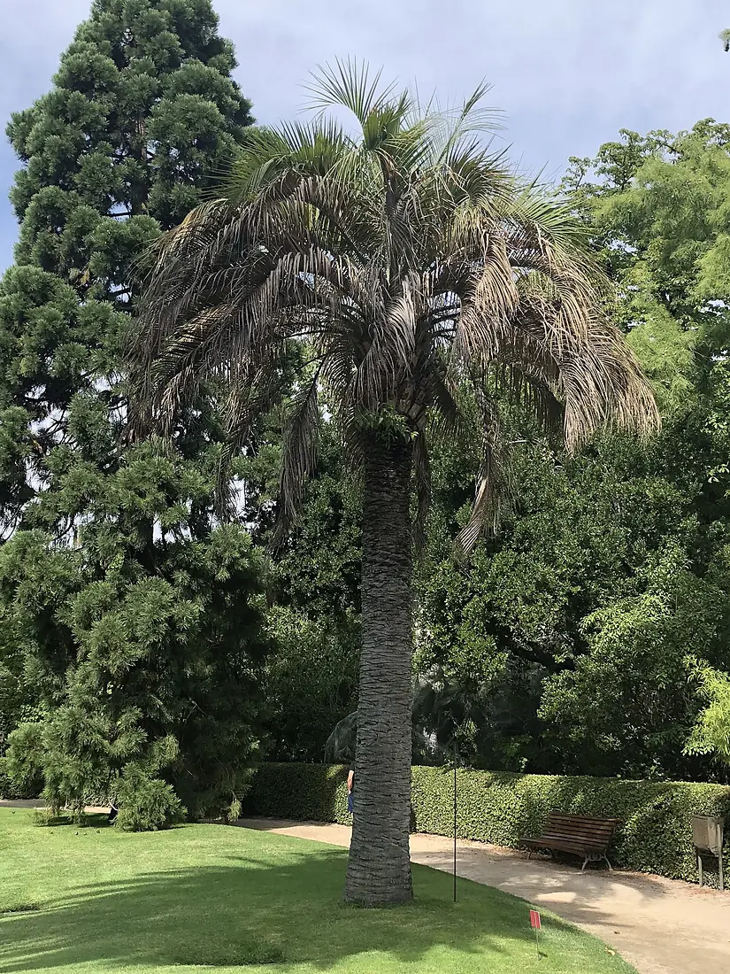 Butia en el Real Jardín Botánico